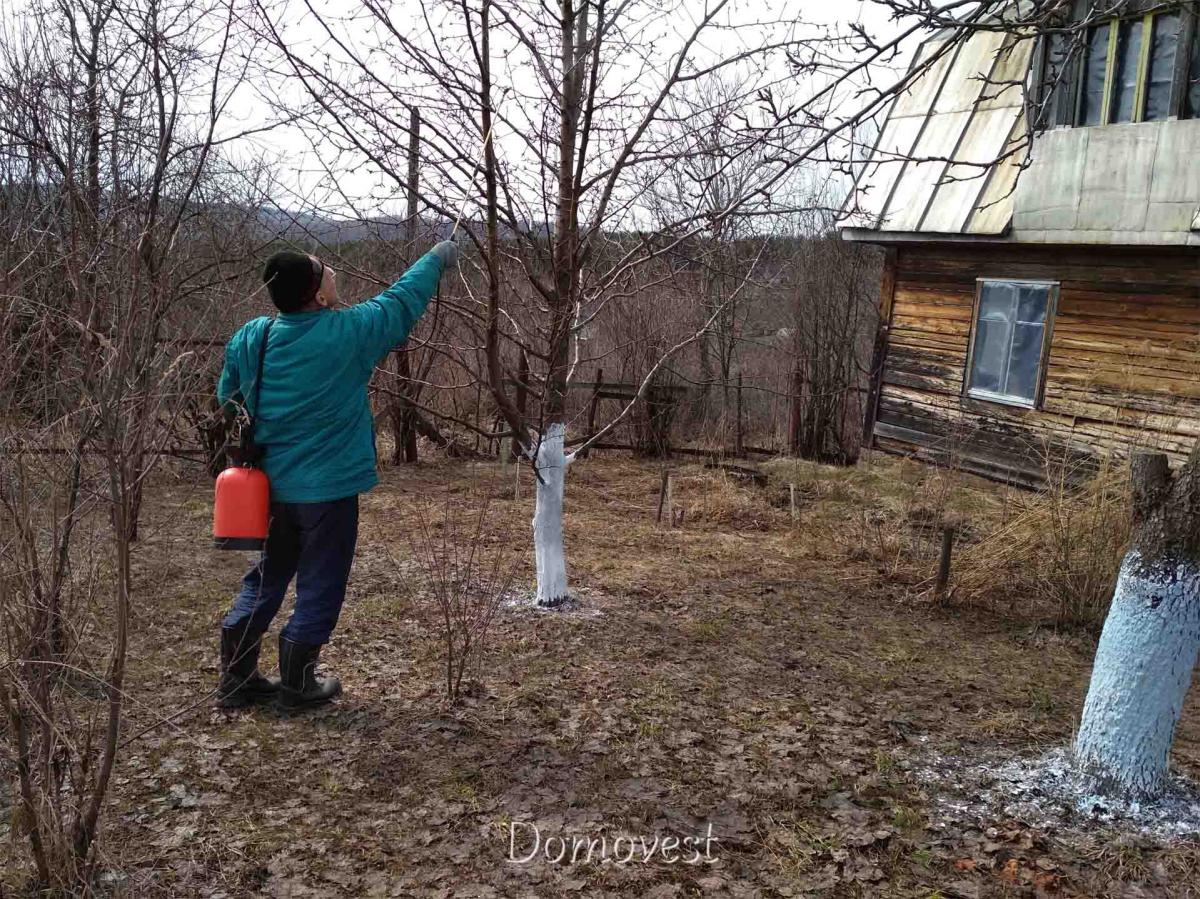 В побелку добавить медный купорос. Дачный домик побеленный известью. Побелка с медным купоросом деревьев. Стволы с купоросом. Красивая побелка для красивых деревьев фото.